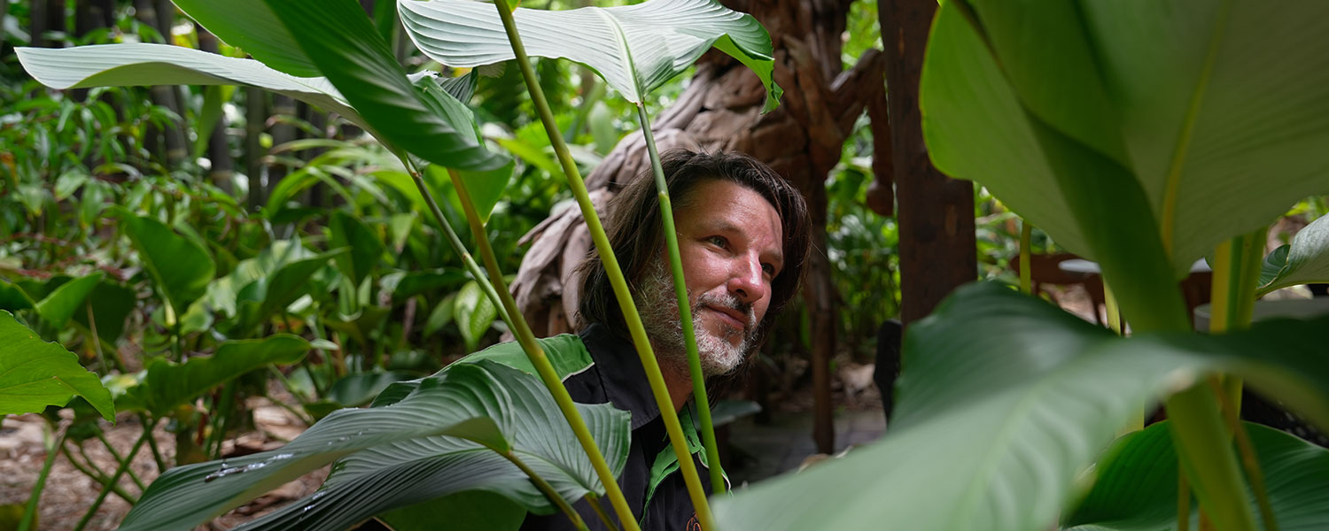 Calathea lutea (Cuban Cigar)