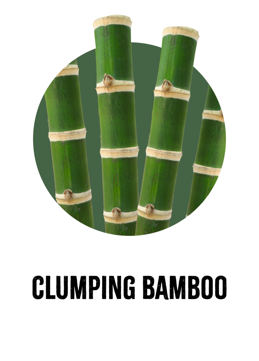 Clumping Bamboo