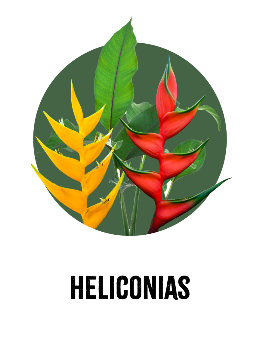 Heliconias
