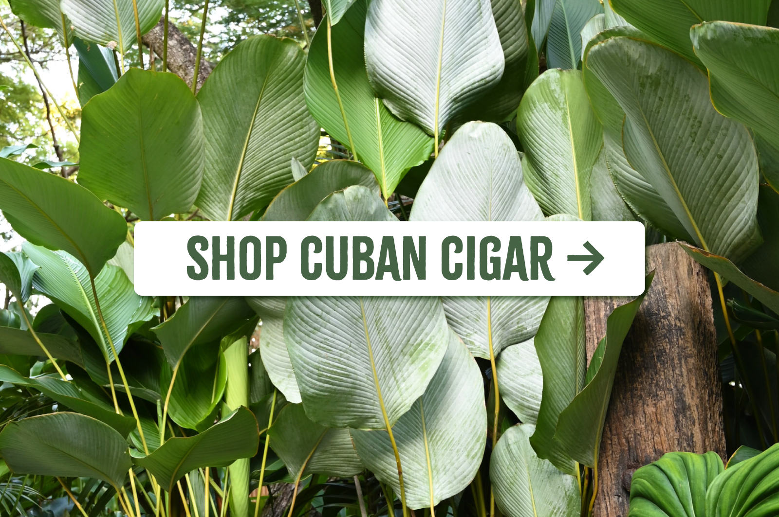Shop Cuban Cigar