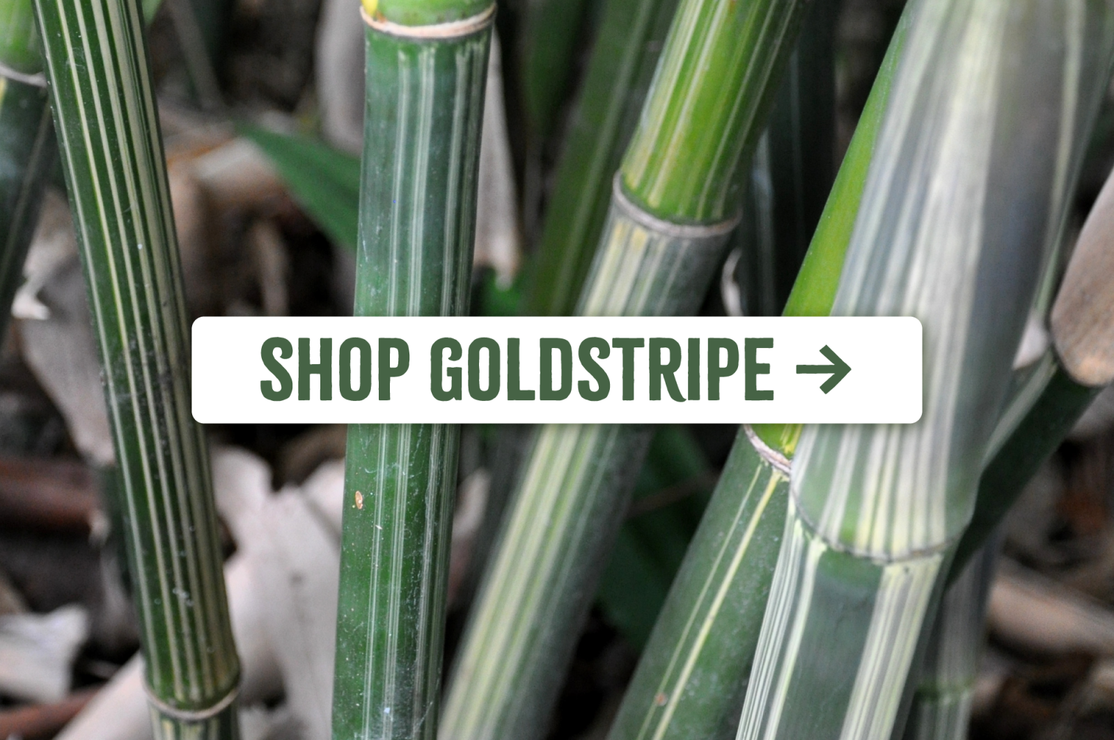 Shop Goldstripe