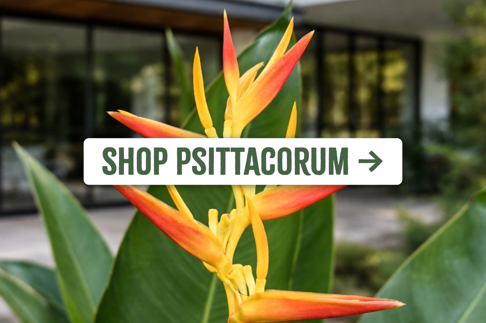 Shop Psittacorum