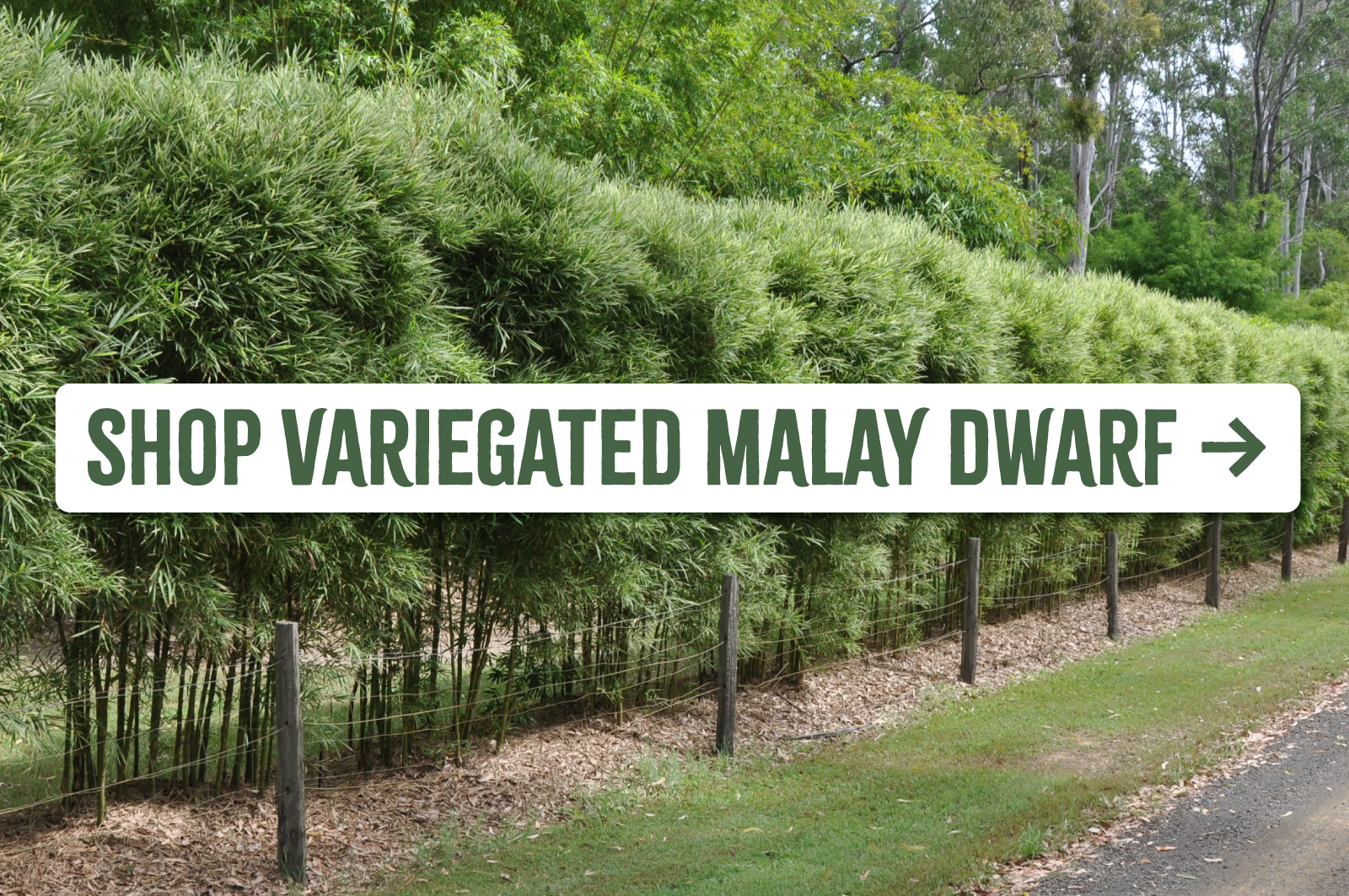 Shop Variegated Malay Dwarf