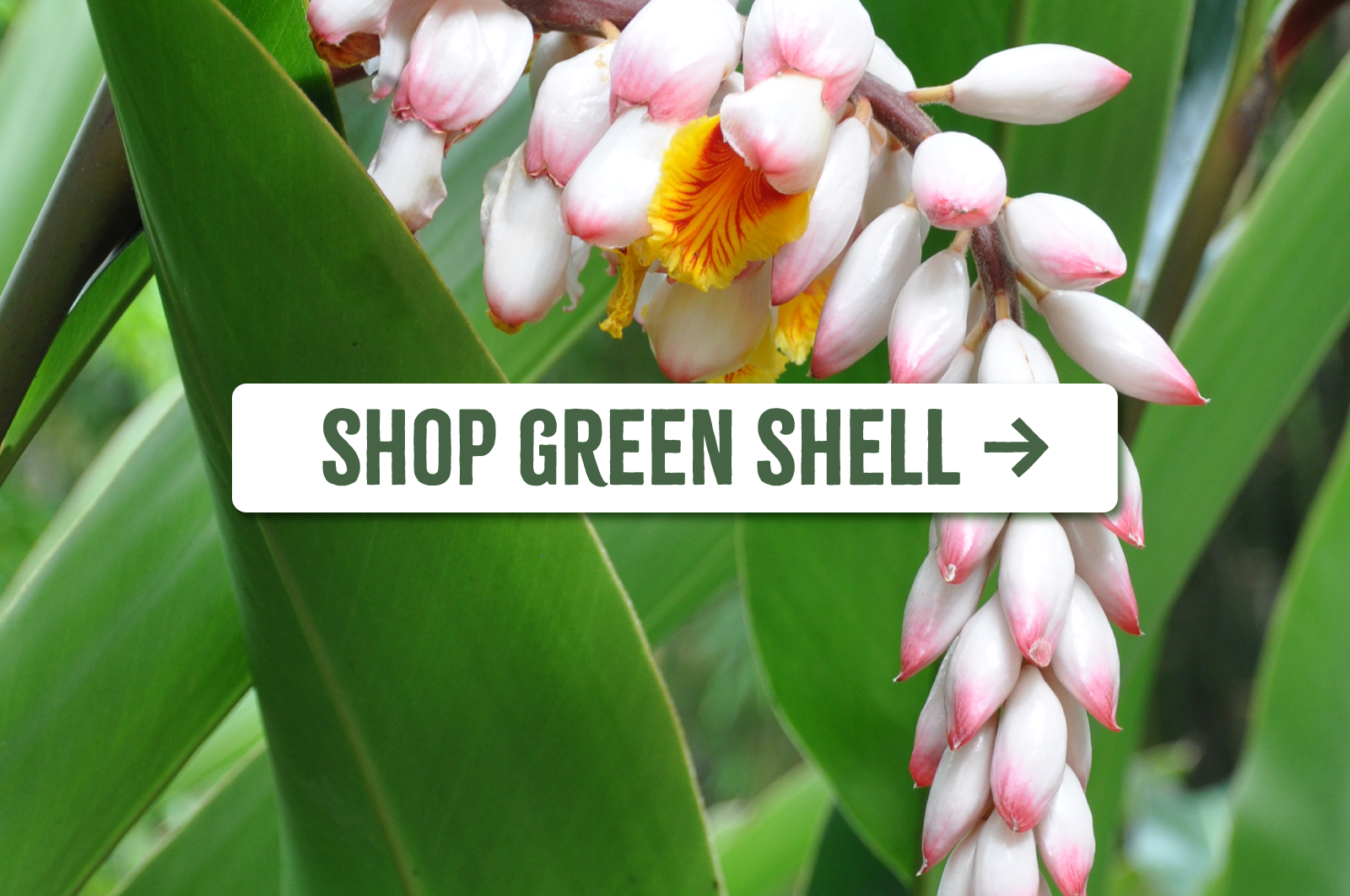 Shop Green Shell Ginger