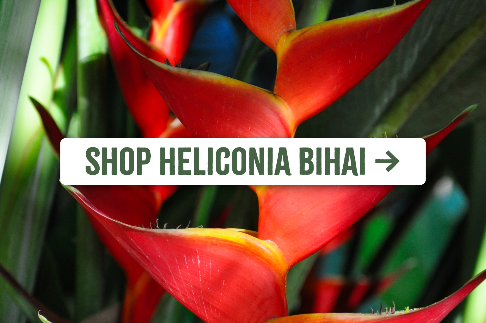 Shop Heliconia bihai