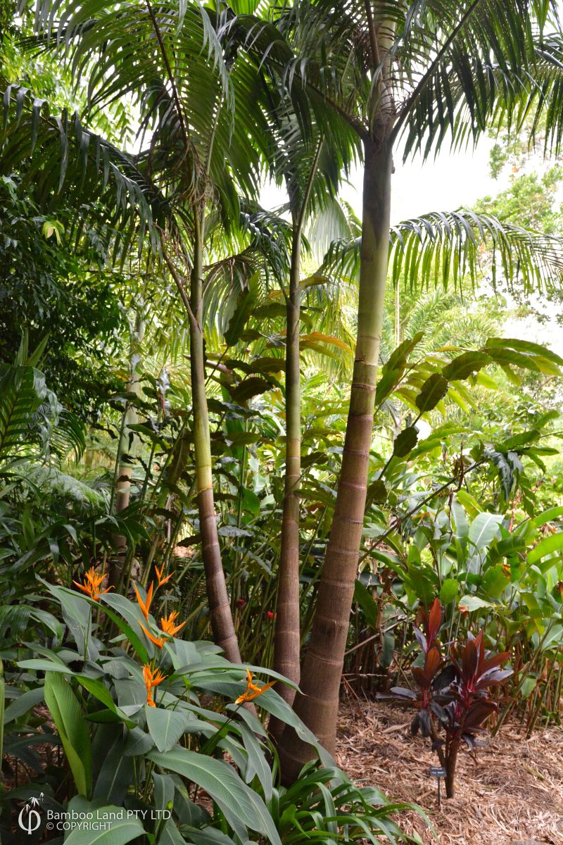 Archontophoenix cunninghamiana (Bangalow Palm)