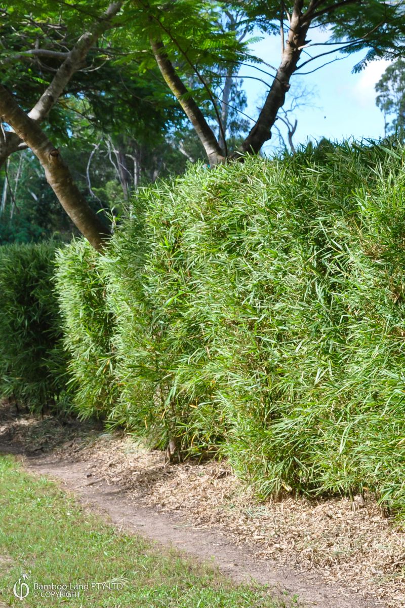 Bambusa heterostachya 'Variegata' (Variegated Malay Dwarf)
