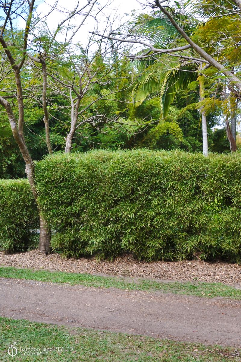 Bambusa heterostachya 'Variegata' (Variegated Malay Dwarf)