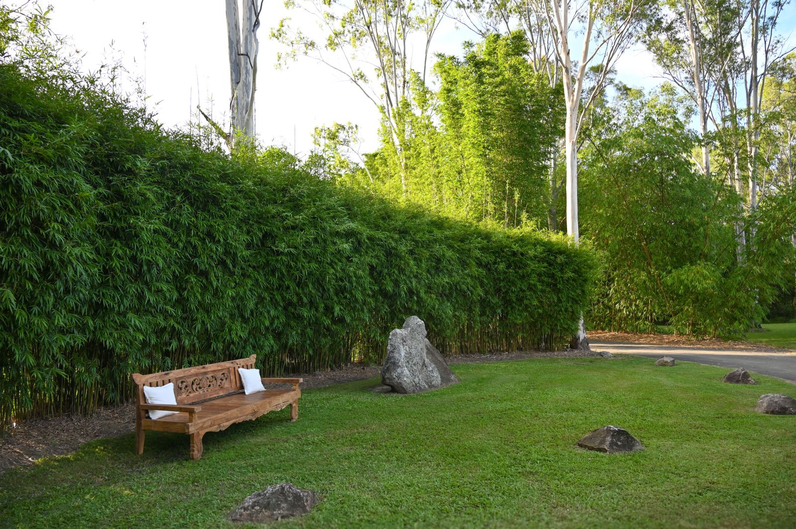 Bambusa textilis var. Gracilis (Slender Weaver Bamboo)