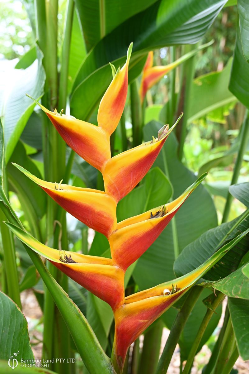 Heliconia bihai x caribaea 'Jacquinii'