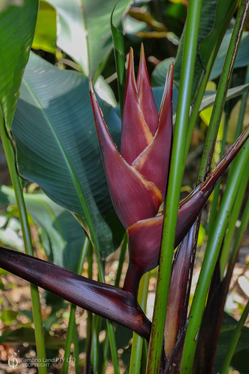 Heliconia bihai 'Chocolate Dancer'