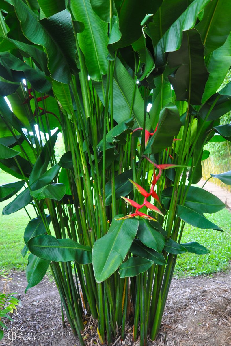 Heliconia bihai x marginata 'Rauliniana'