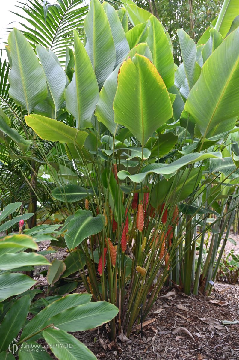 Calathea crotalifera (Red Rattleshaker)