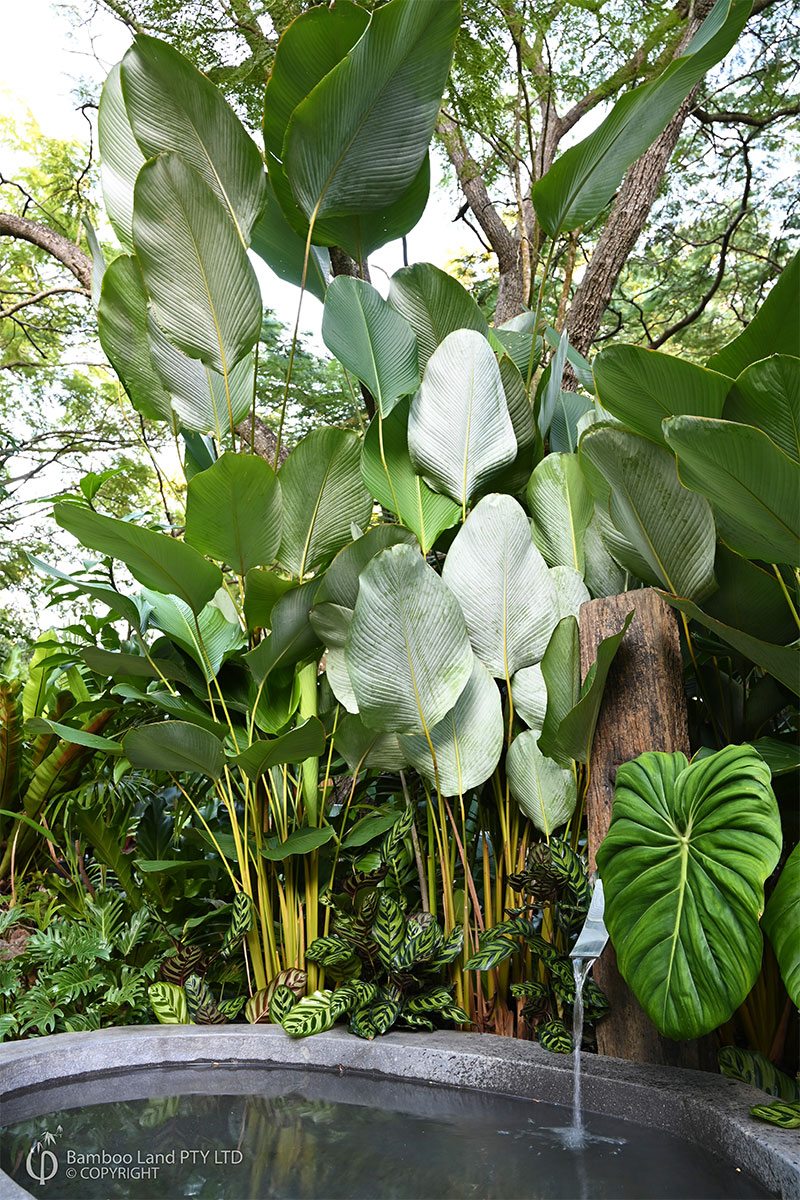 Calathea lutea (Cuban Cigar)