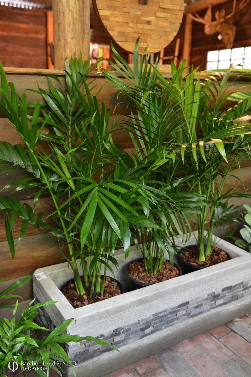 Chamaedorea atrovirens (Cascade Palm)