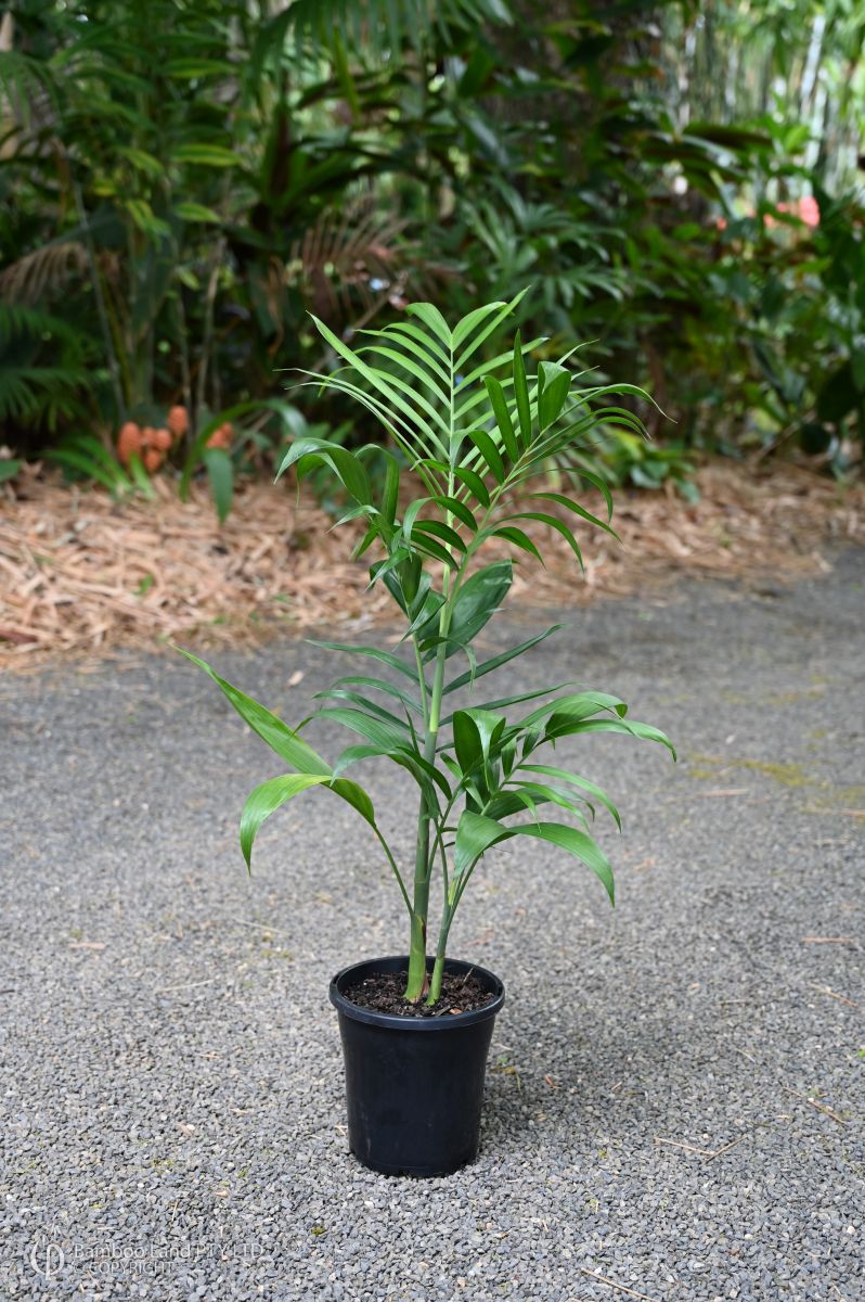 Chamaedorea seifrizii (Bamboo Palm)