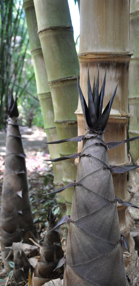 Dendrocalamus asper shoot