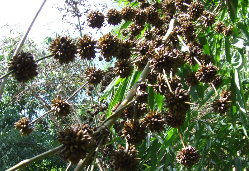 Seeds of D.Sikkimensis (flowered 2005)