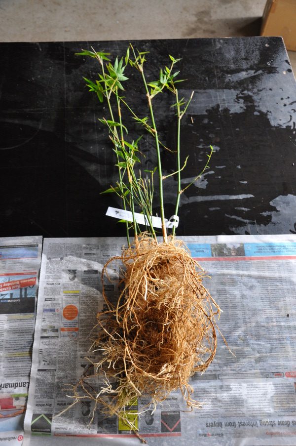 Bamboo washed free from soil with some foliage removed.