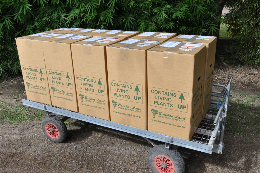 Plants packed into boxes ready for shipping