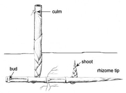 Monopodial running bamboo