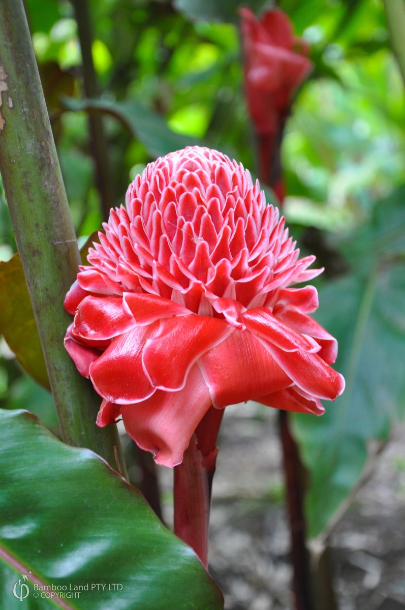 Etlingera elatior 'Red Torch'