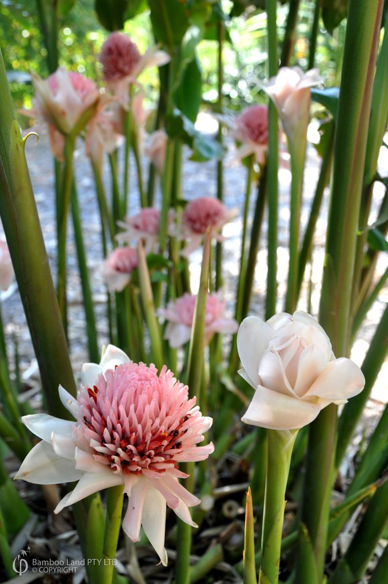 Etlingera elatior 'Thai White'