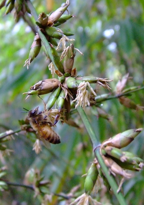 Flowering of G. Atter cv. Pring Legi