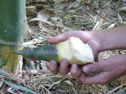 Fresh bamboo shoot