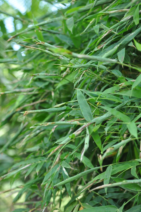 bamboo leaf roller caterpillar