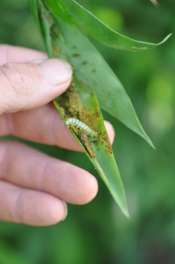 bamboo leaf roller caterpillar