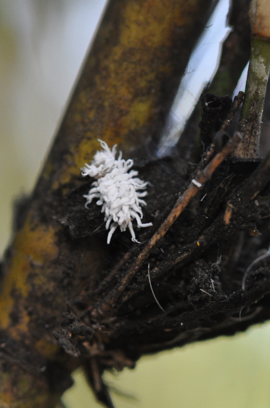 mealy bugs and sooty mould on bamboo