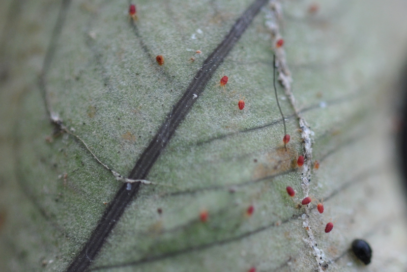 two-spotted mite / spider mite