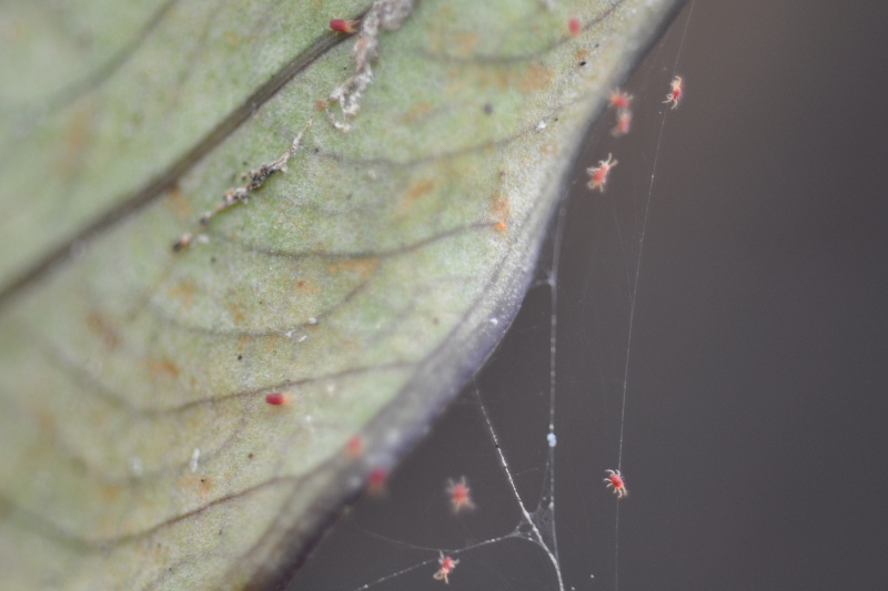 two-spotted mite / spider mite