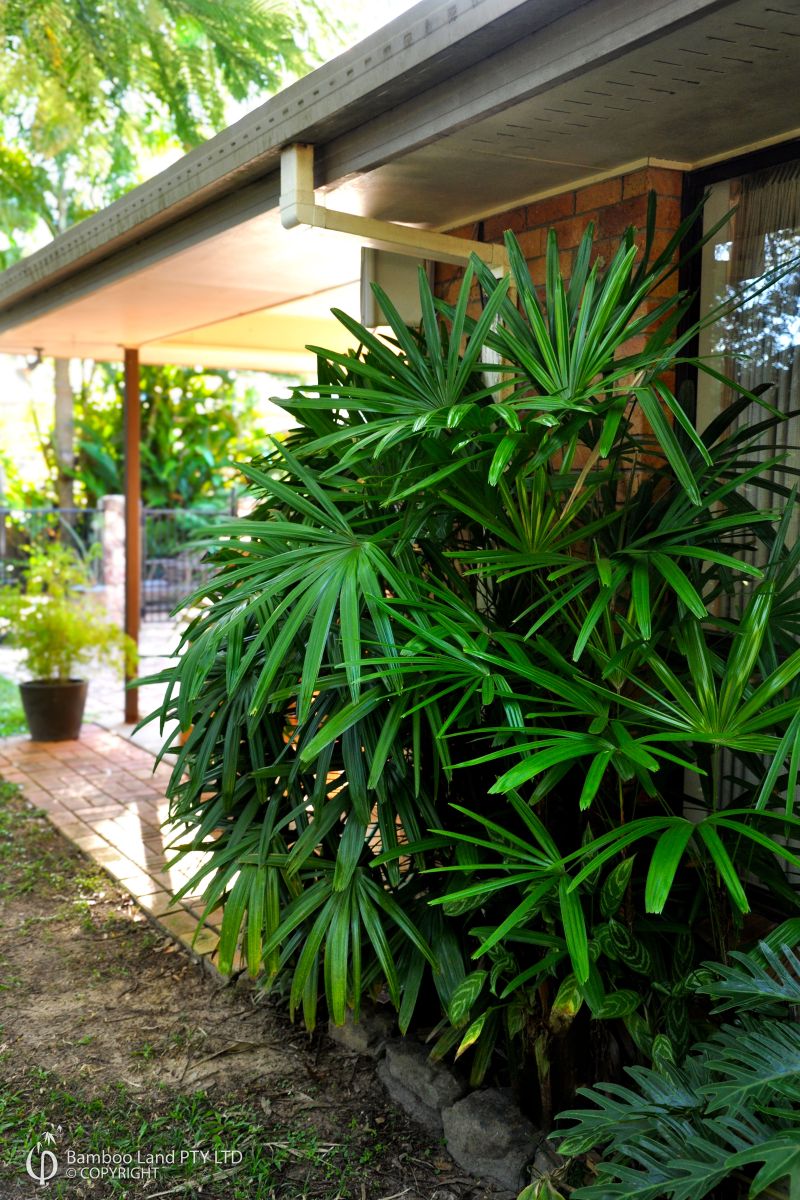 Rhapis excelsa (Rhapis Palm)