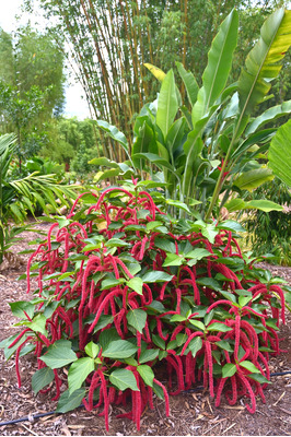 Acalypha hispida (Red Hot Cat's Tail)