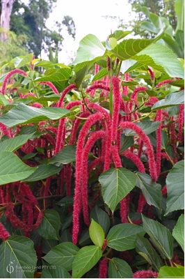 Acalypha hispida (Red Hot Cat's Tail)
