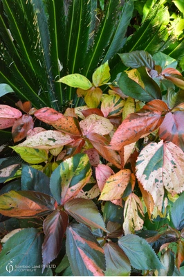 Acalypha wilkesiana 'Jungle Dragon'