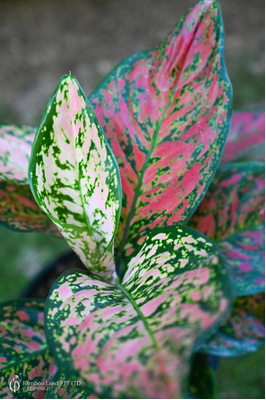 Aglaonema 'Dang Mongkol'