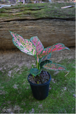 Aglaonema 'Dang Mongkol' - 125mm pot