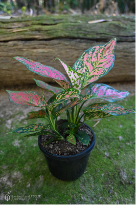 Aglaonema 'Dang Mongkol' - 180mm squat pot