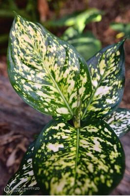 Aglaonema 'Eileen' - 180mm squat pot 