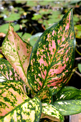 Aglaonema 'Lady Valentine'