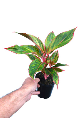 Aglaonema 'Siam Aurora' - 125mm pot