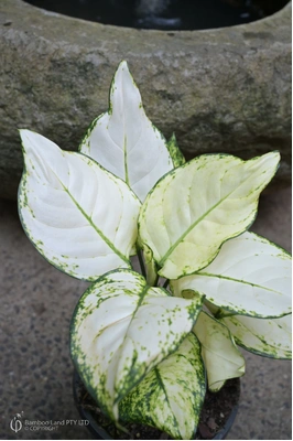 Aglaonema 'Super White'