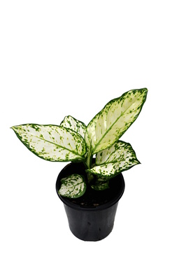 Aglaonema 'Super White' - 125mm pot