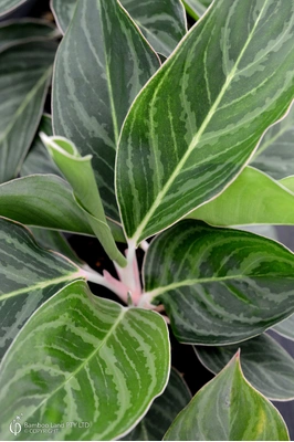 Aglaonema 'Total'