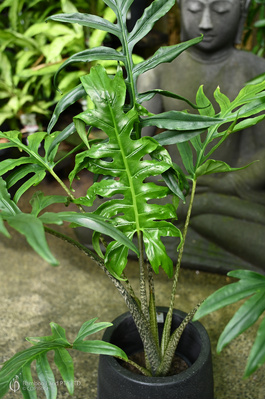 Alocasia brancifolia 'Serpent's Tail'