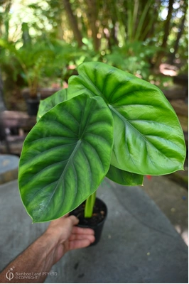 Alocasia 'Green Shield'