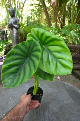 Alocasia 'Green Shield' - 125mm pot